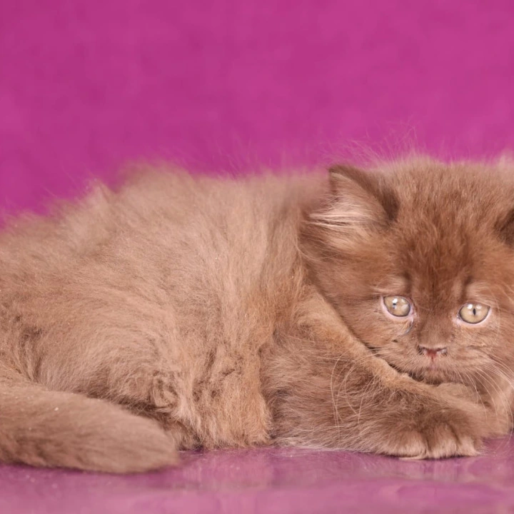 Foxy Longhair British Shorthair Kittens | Kitten for sale. 