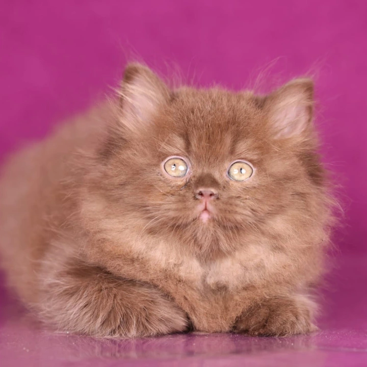 Foxy Longhair British Shorthair Kittens | Kitten for sale. 