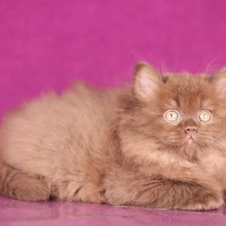 Foxy Longhair British Shorthair Kittens | Kitten for sale. 