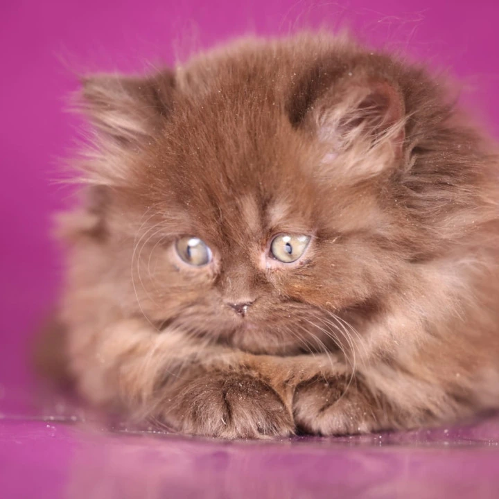 Fluffy Longhair British Shorthair Kittens | Kitten for sale. 