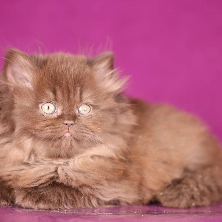 Fluffy Longhair British Shorthair Kittens | Kitten for sale. 