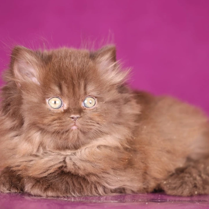 Fluffy Longhair British Shorthair Kittens | Kitten for sale. 