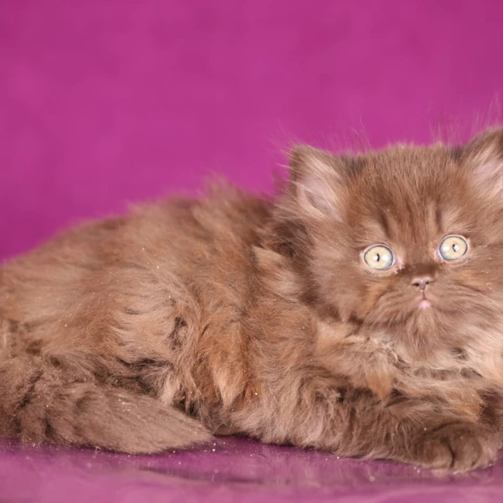 Fluffy Longhair British Shorthair Kittens | Kitten for sale. 