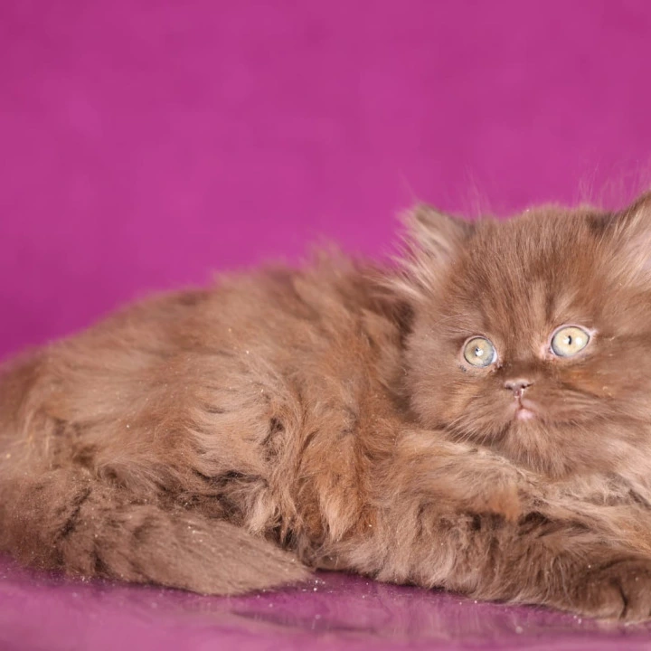 Fluffy Longhair British Shorthair Kittens | Kitten for sale. 