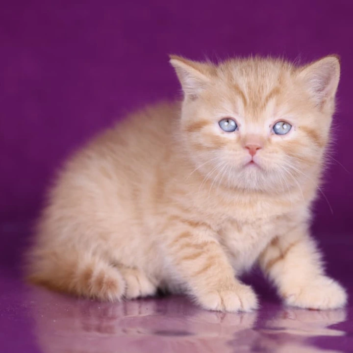 Garfield British Shorthair Kittens | Kitten for sale. 