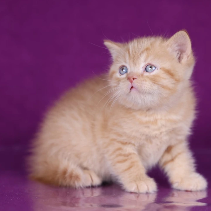 Garfield British Shorthair Kittens | Kitten for sale. 