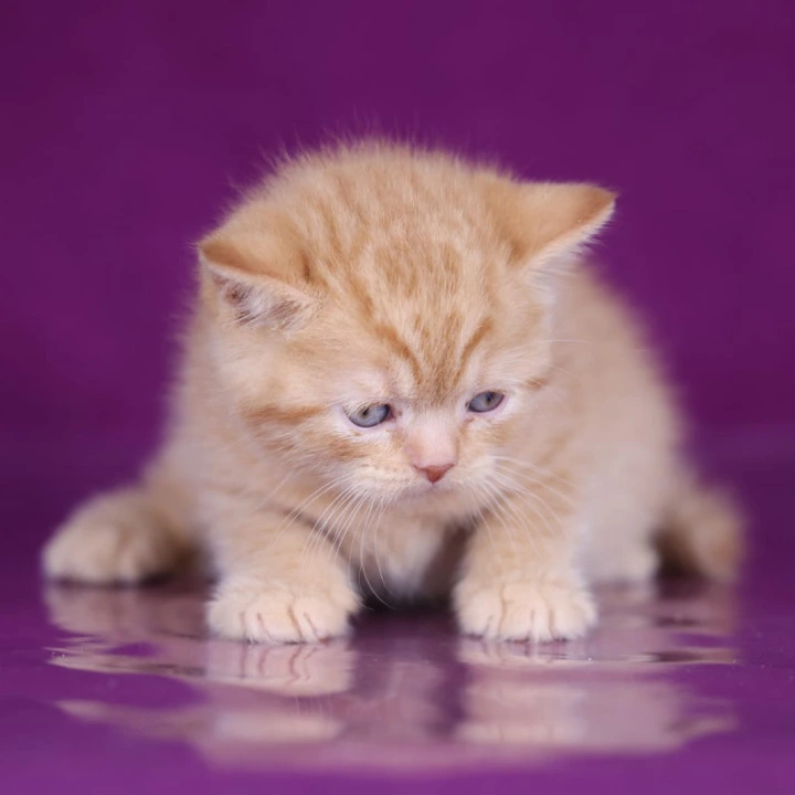 Garfield British Shorthair Kittens | Kitten for sale. 