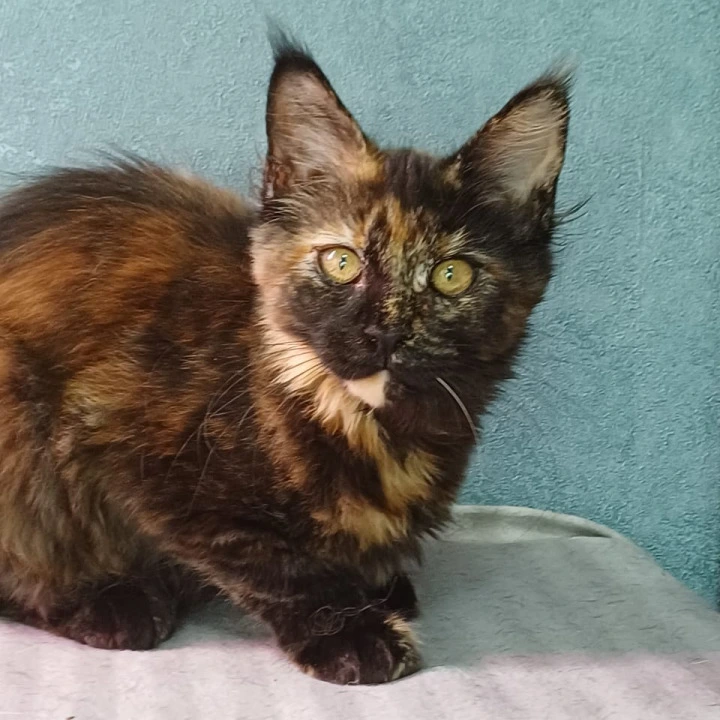 Maserati Maine Coon Kittens | Large selection of kittens. 