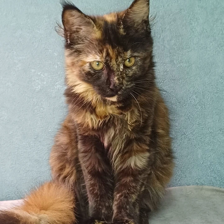 Maserati Maine Coon Kittens | Large selection of kittens. 