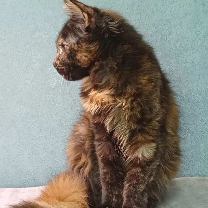 Maserati Maine Coon Kittens | Large selection of kittens. 