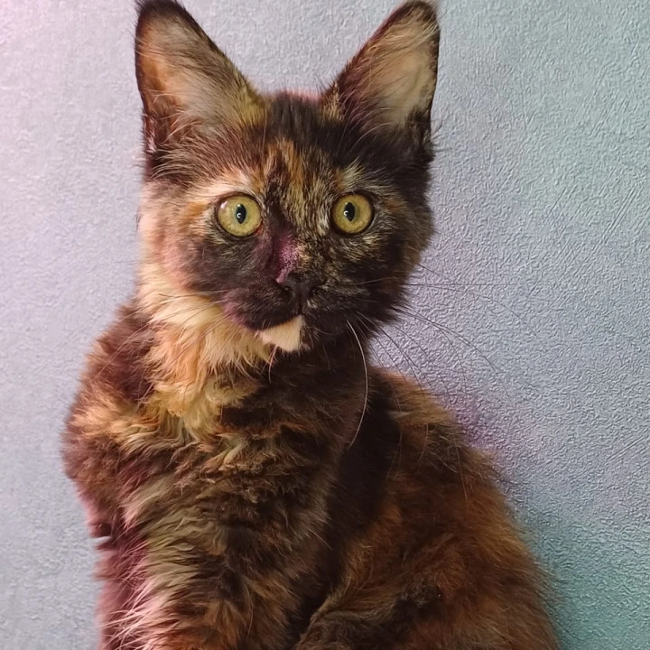 Maserati Maine Coon Kittens | Large selection of kittens. 