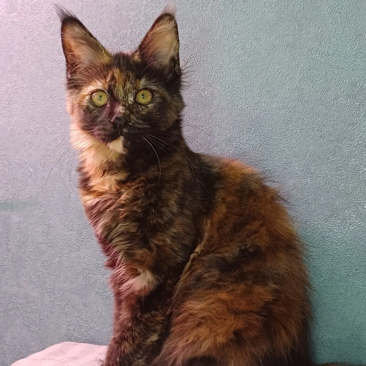 Maserati Maine Coon Kittens | Large selection of kittens. 