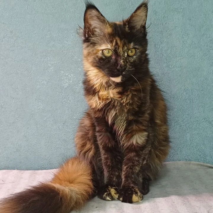 Maserati Maine Coon Kittens | Large selection of kittens. 