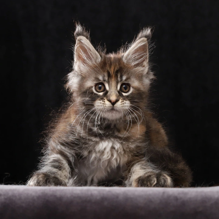 Loretta Maine Coon Kittens | Buy a kitten. 