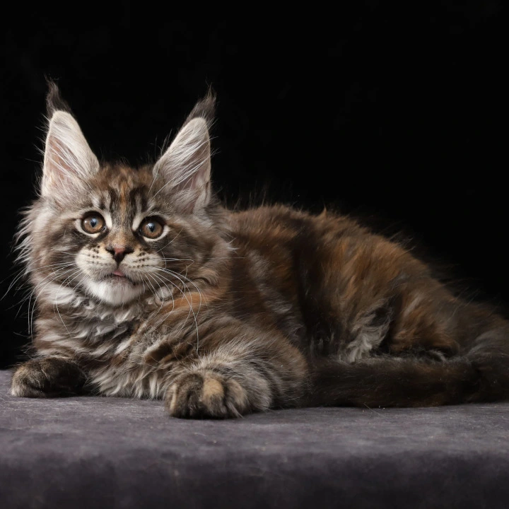 Loretta Maine Coon Kittens | Buy a kitten. 