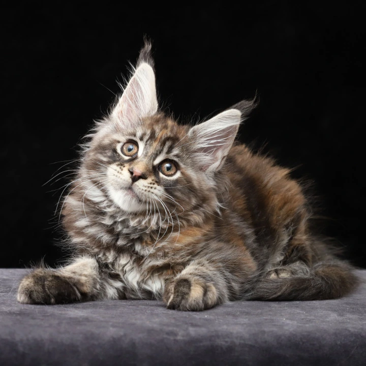 Loretta Maine Coon Kittens | Buy a kitten. 
