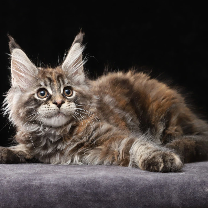 Loretta Maine Coon Kittens | Buy a kitten. 