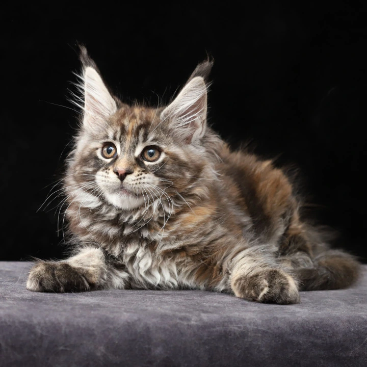 Loretta Maine Coon Kittens | Buy a kitten. 