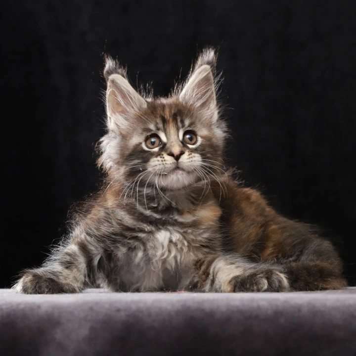 Loretta Maine Coon Kittens | Buy a kitten. 