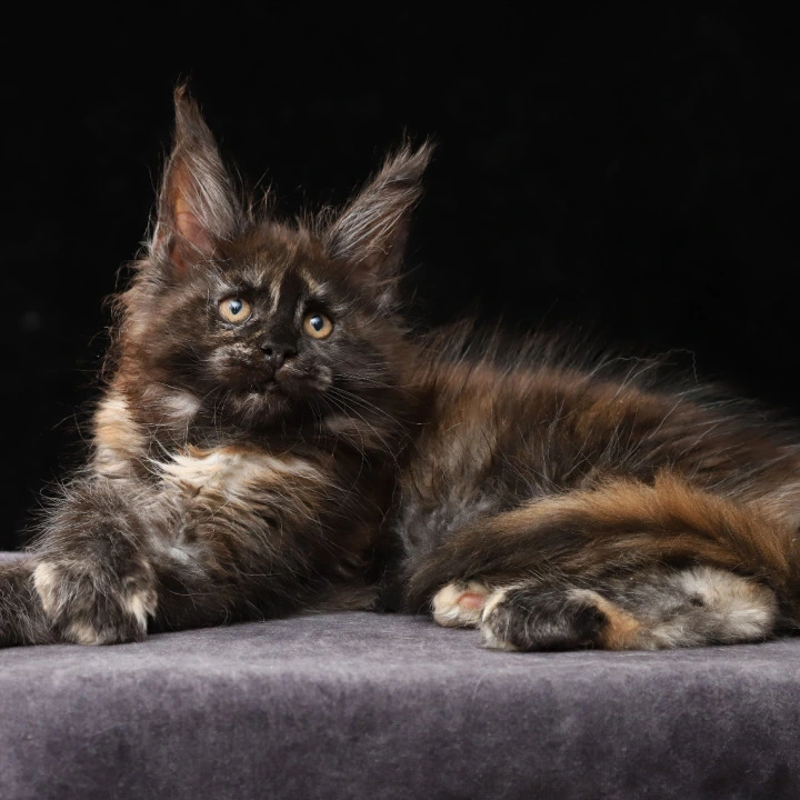 Lera Maine Coon Kittens | Kitten for sale. 
