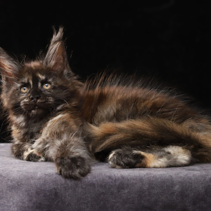 Lera Maine Coon Kittens | Kitten for sale. 