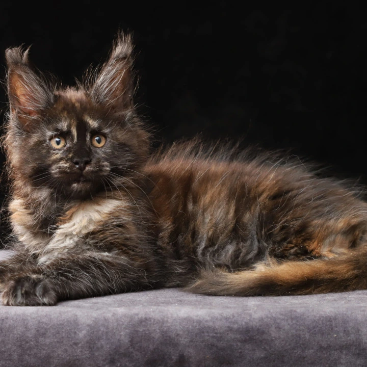 Lera Maine Coon Kittens | Kitten for sale. 