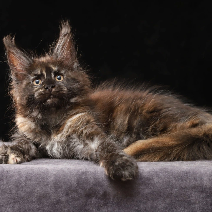 Lera Maine Coon Kittens | Kitten for sale. 