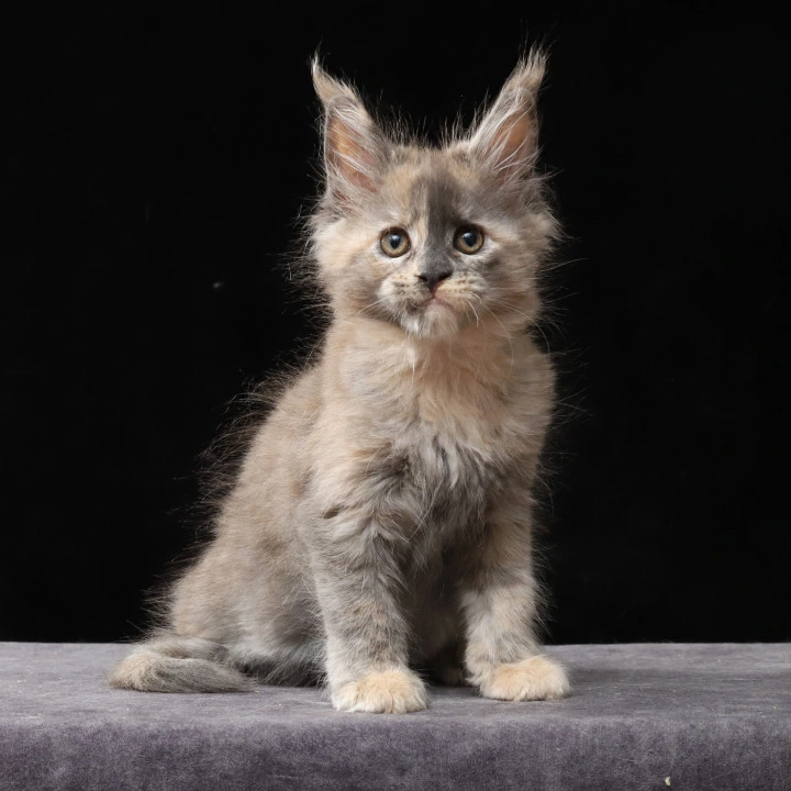 Louisa Maine Coon Kittens | Large selection of kittens. 