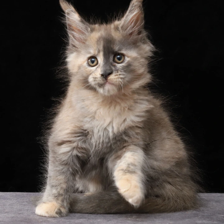 Louisa Maine Coon Kittens | Large selection of kittens. 