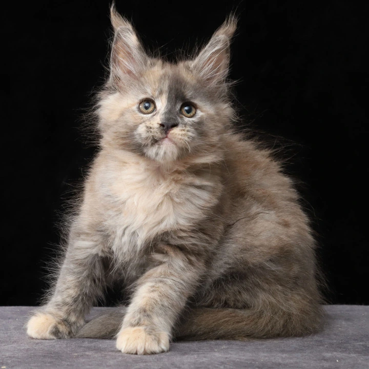 Louisa Maine Coon Kittens | Large selection of kittens. 