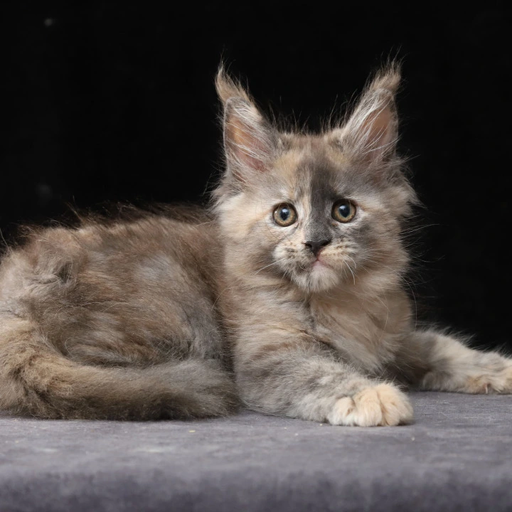 Louisa Maine Coon Kittens | Large selection of kittens. 