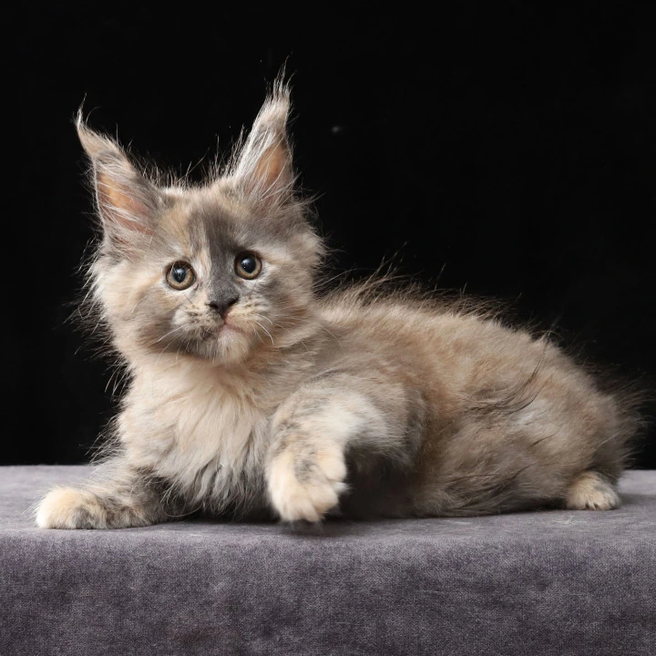 Louisa Maine Coon Kittens | Large selection of kittens. 