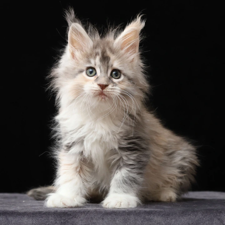 Naicie Maine Coon Kittens | Kitten for sale. 