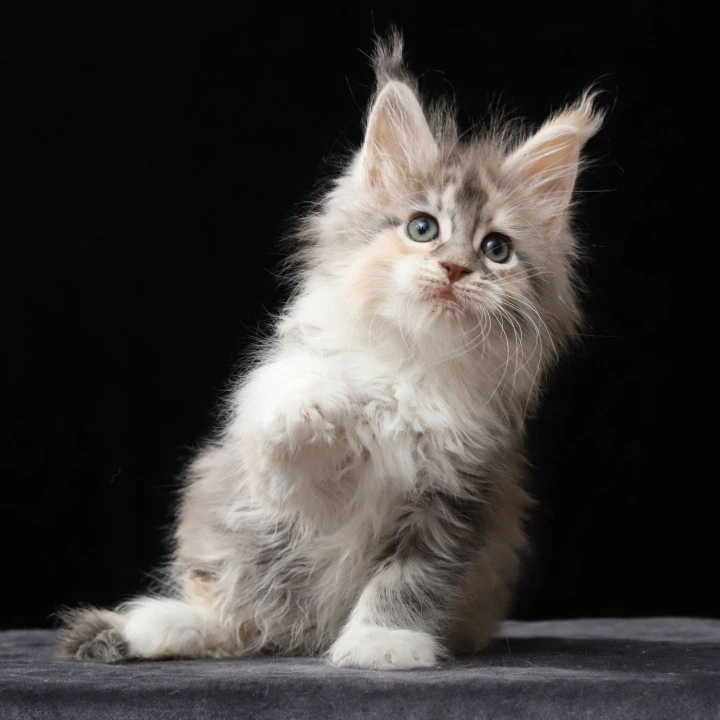Naicie Maine Coon Kittens | Kitten for sale. 