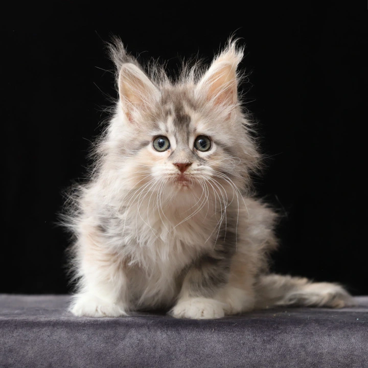 Naicie Maine Coon Kittens | Kitten for sale. 