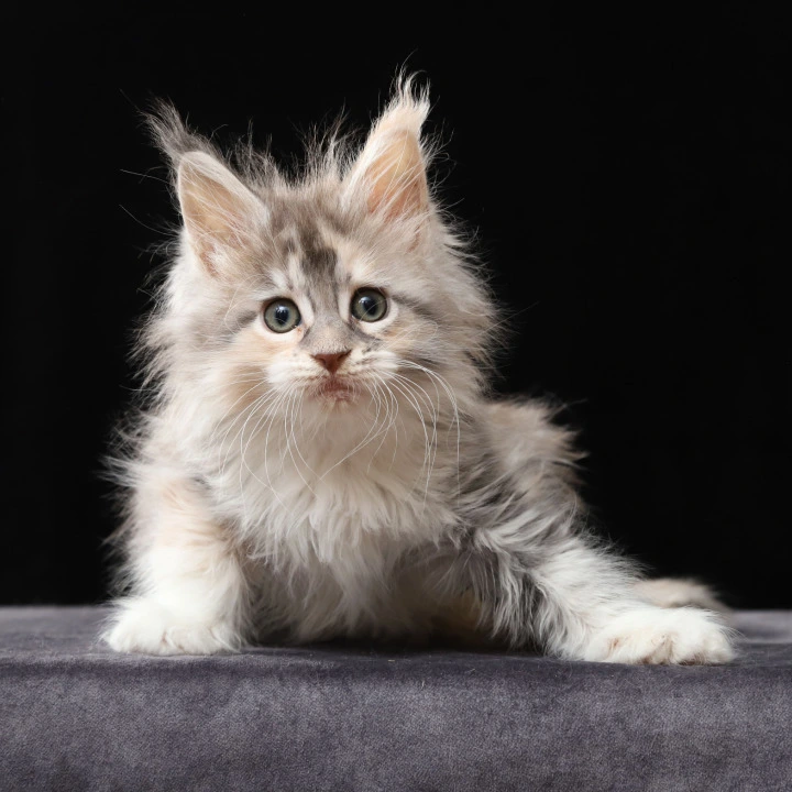Naicie Maine Coon Kittens | Kitten for sale. 