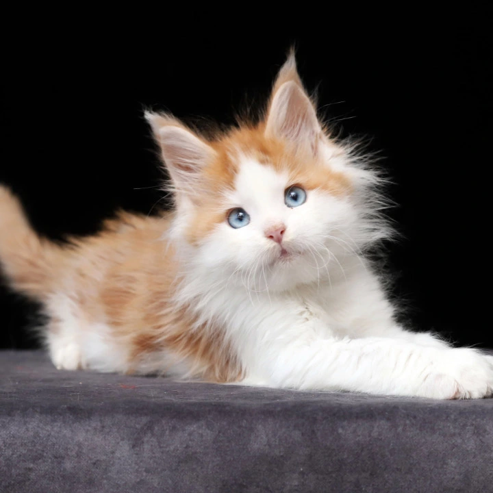 Nayel Maine Coon Kittens | Kittens for sale. 