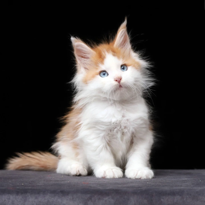 Nayel Maine Coon Kittens | Kittens for sale.
