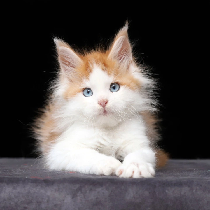 Nayel Maine Coon Kittens | Kittens for sale.