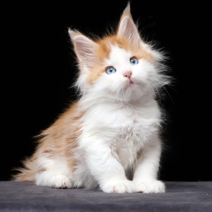 Nayel Maine Coon Kittens | Kittens for sale.
