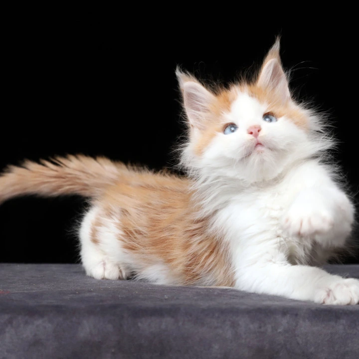 Nayel Maine Coon Kittens | Kittens for sale. 