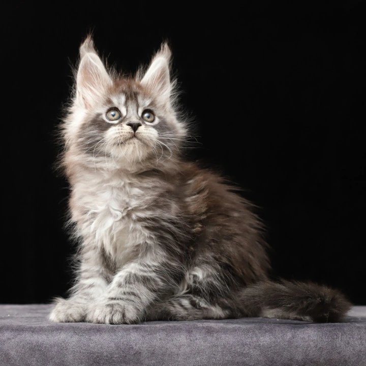 Otto Polydactyl Maine Coon Kittens | Kitten for sale. 