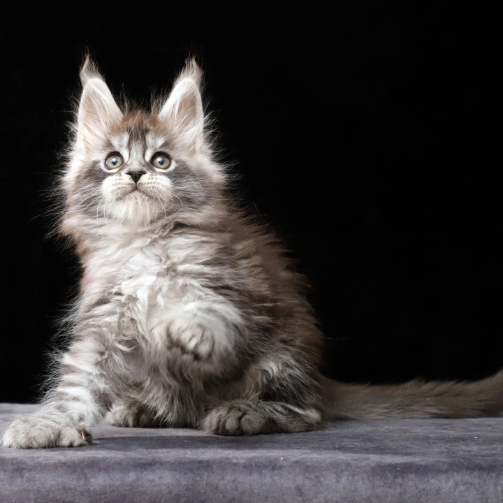 Otto Polydactyl Maine Coon Kittens | Kitten for sale. 