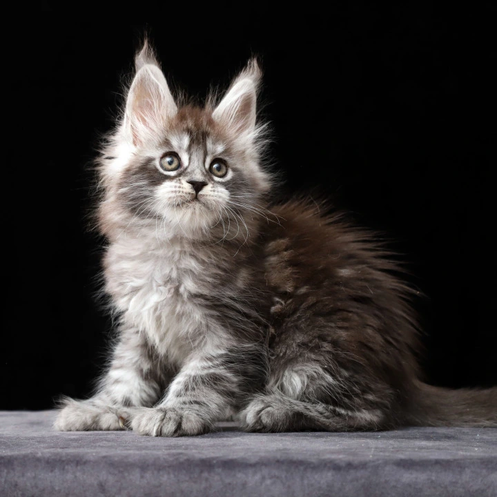 Otto Polydactyl Maine Coon Kittens | Kitten for sale. 