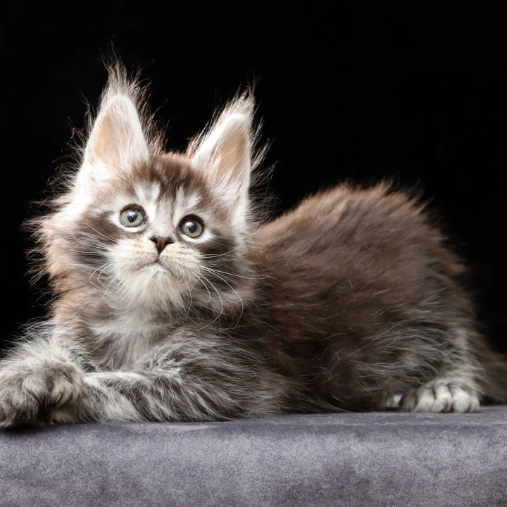 Oswald Polydactyl Maine Coon Kittens | Kittens for sale. 