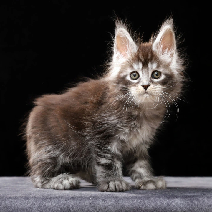 Oswald Polydactyl Maine Coon Kittens | Kittens for sale. 
