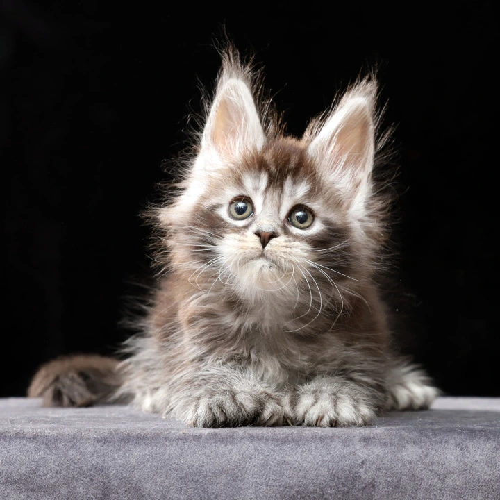 Oswald Polydactyl Maine Coon Kittens | Kittens for sale. 