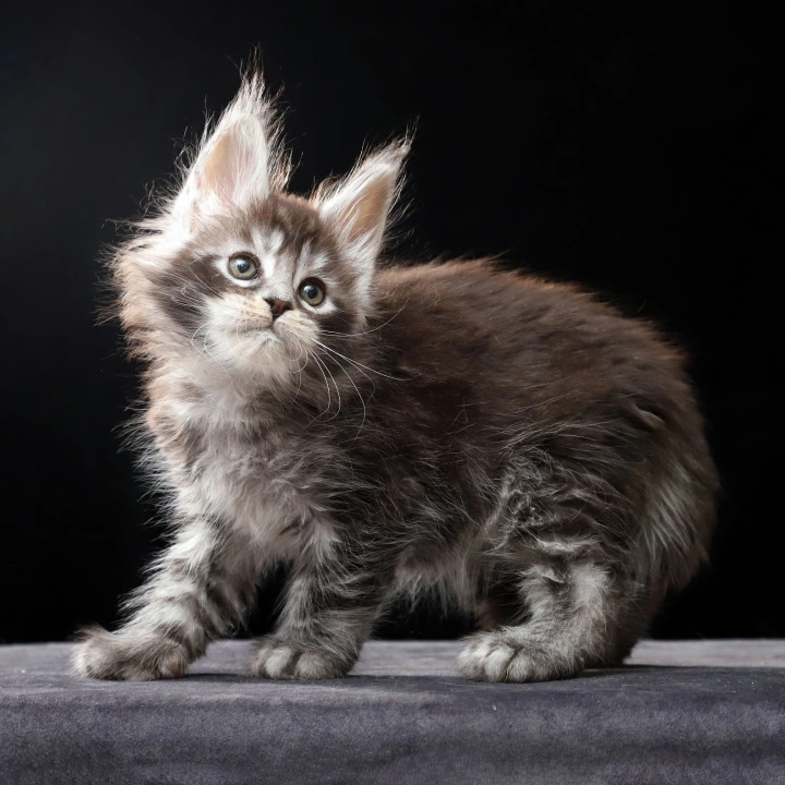 Oswald Polydactyl Maine Coon Kittens | Kittens for sale. 