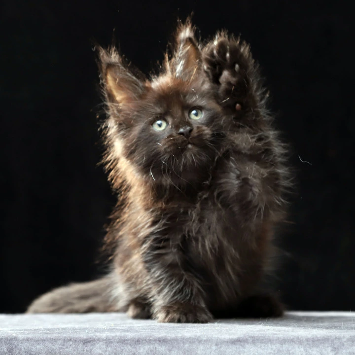 Oberon Maine Coon Kittens | Kitten for sale. 