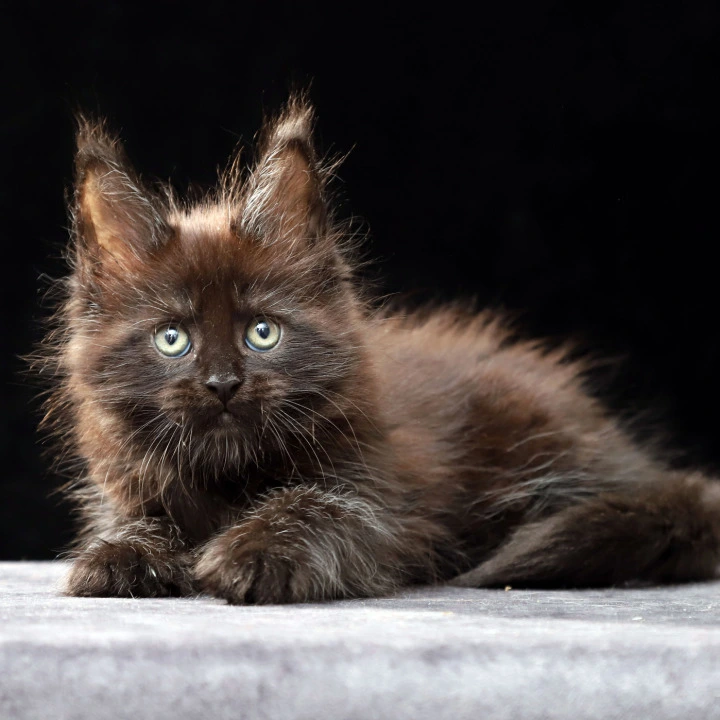 Oberon Maine Coon Kittens | Kitten for sale.